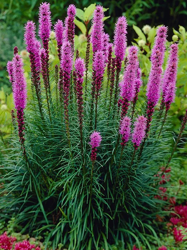 Search, <span>Discover</span>,
Flourish .