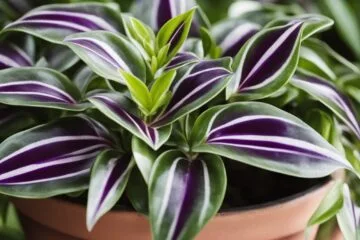 Comprehensive Guide to the Wandering Jew Plant: Care, Types and More