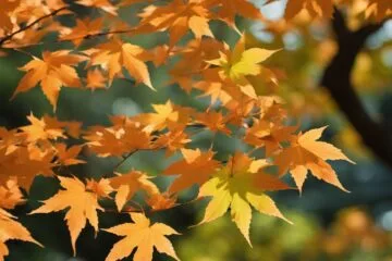 Acer Japonicum Types: Exploring Varieties and Characteristics