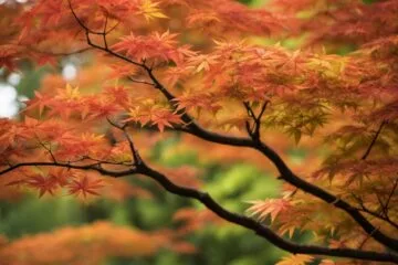 Acer Palmatum Varieties: Exploring Japanese Cultivars for Your Garden