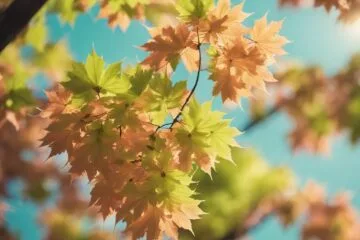 Top 10 Most Beautiful Acer Shirasawanum Varieties