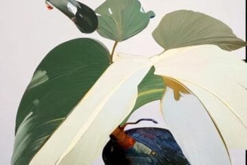 Philodendron White Princess