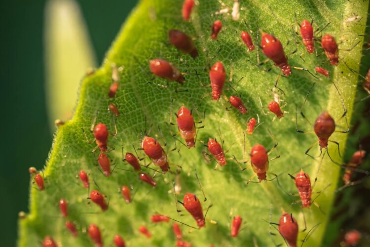 Common Prayer Plants Problems: Identifying Issues with Watering, Pests, Diseases, and More