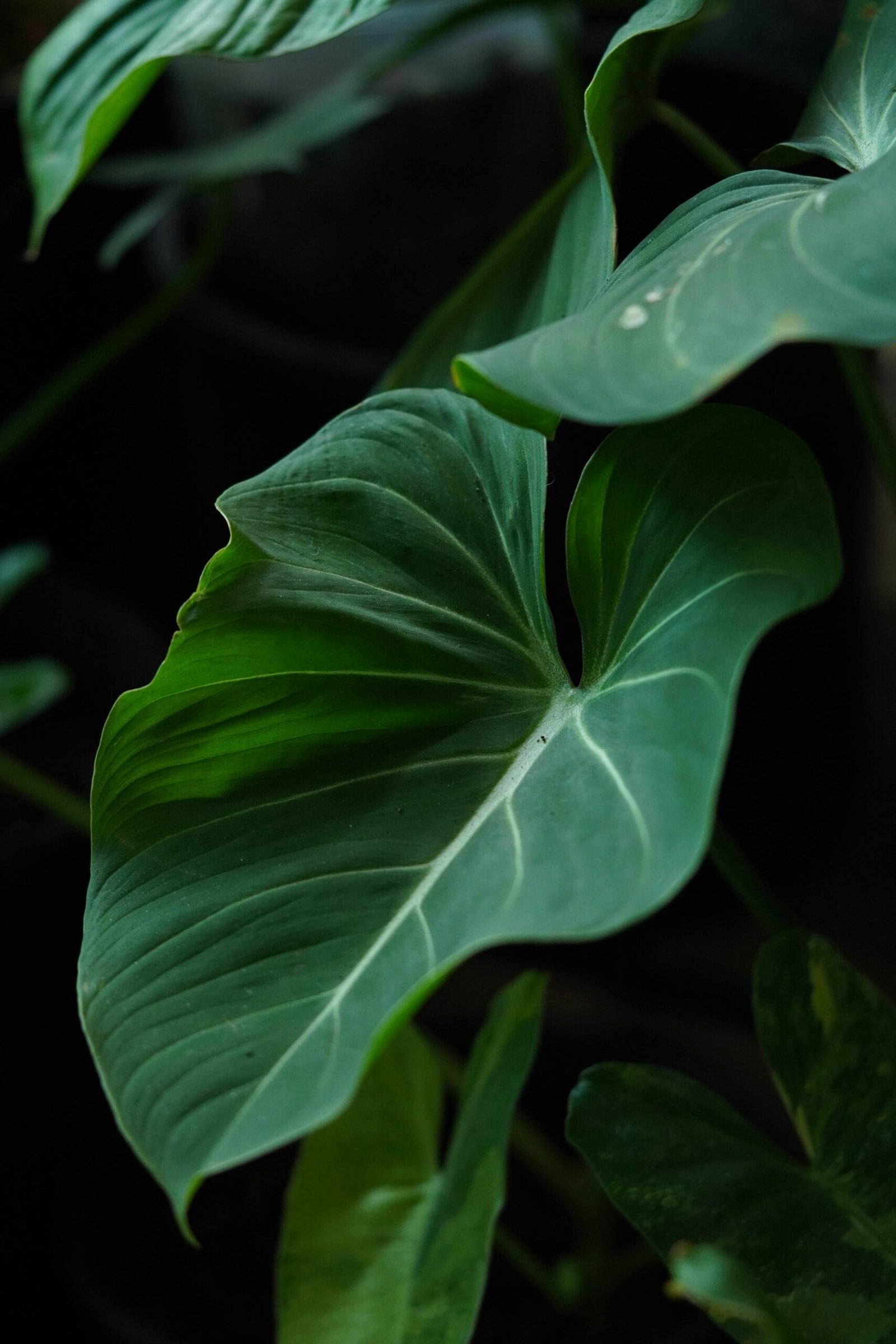 Philodendron Rugosum 'Pig Skin' - Discoverplants