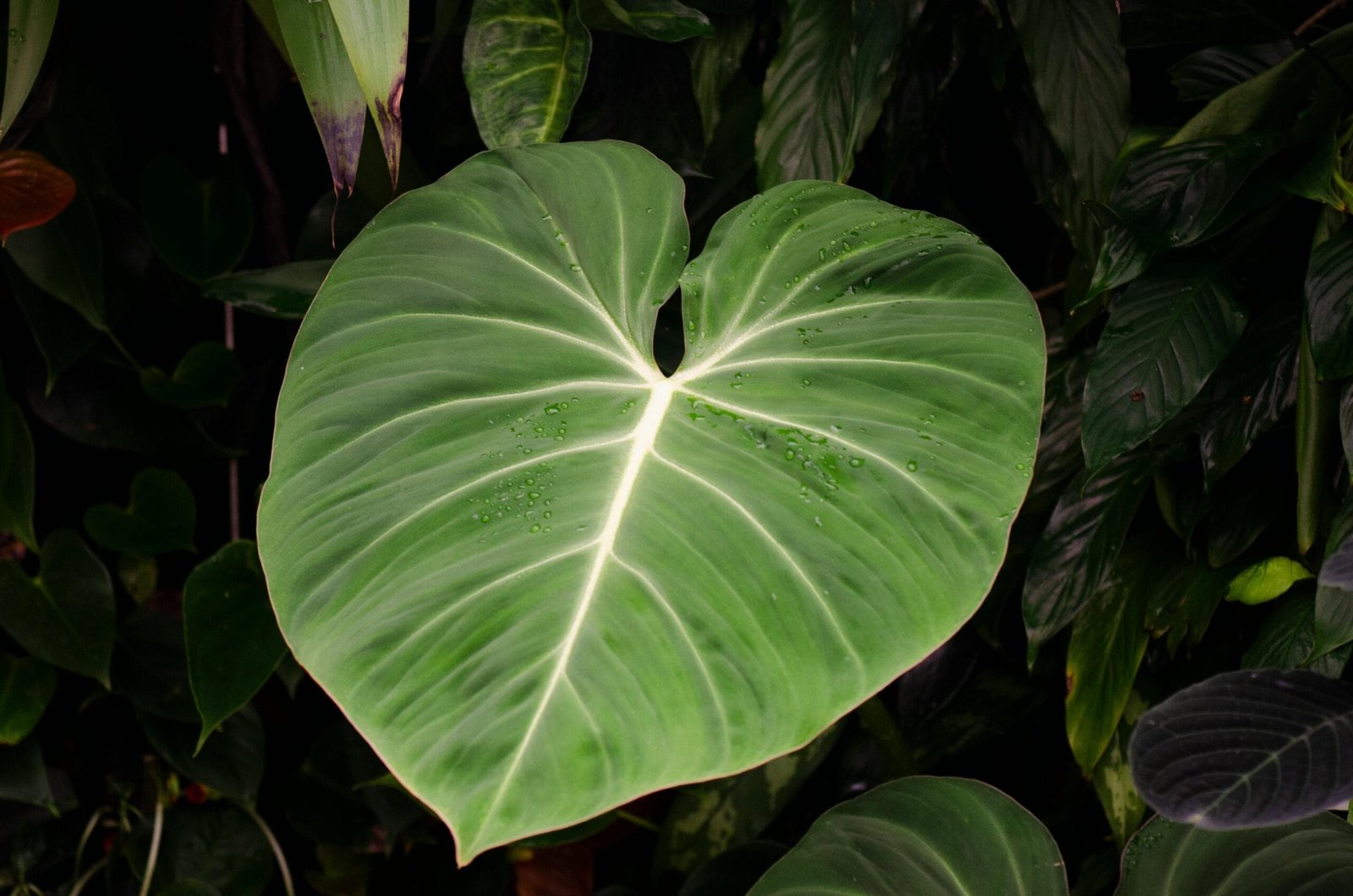 Philodendron Rugosum 'Pig Skin' - Discoverplants